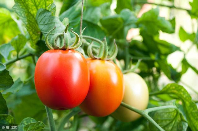 种六七亩旱地西红柿，如何销售最有利？