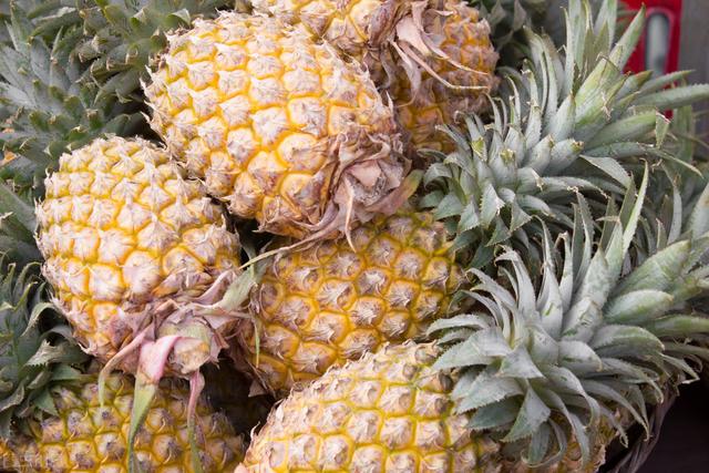 了解菠萝对温度的条件要求，达到丰产优质，可大面积经济栽培