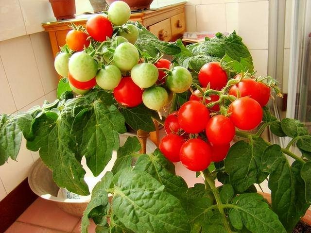 在室内种植西红柿的 10 个必知技巧