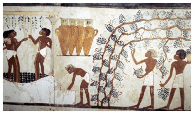 埃及葡萄，5000年前法老的钟爱，新世纪尼罗河滋润出的异域味道
