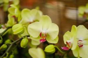 蝴蝶兰的家庭种植-新手养蝴蝶兰，有3个技巧，开花更多更美，挺拔漂亮，年年复花