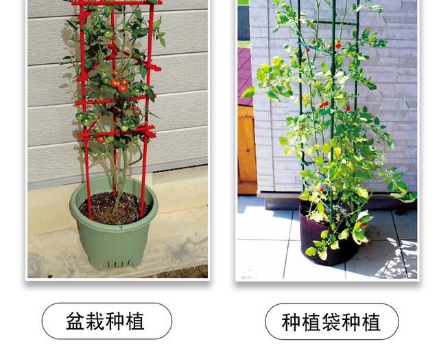 在室内种植西红柿的 10 个必知技巧