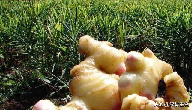 生姜种植期到来，六大高产措施你了解多少？