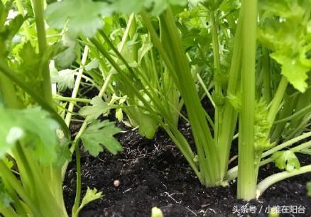 家里种香菜芹菜韭菜，一个小技巧，发芽快长势旺，越长越茂盛！