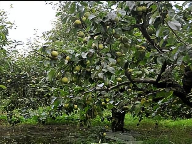 有机梨树栽培研究，可以更好地找到潜力和限制，为农民提供建议