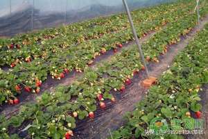 草莓种子种植技术-草莓苗怎么挑选？有哪些繁殖方法？