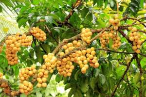 黄皮树种植与管理-被誉为“果中之宝”的黄皮果 栽培管理技术，学会这几点高产