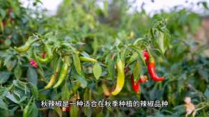 秋辣椒种植时间-如何实现秋辣椒的高产种植？这几个要点很重要