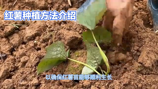 红薯种植方法介绍
