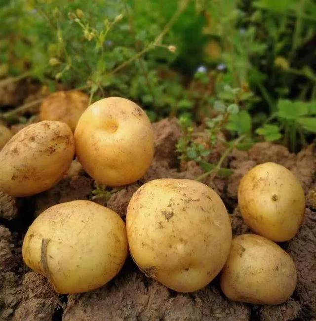 种土豆用这3种肥料，土豆长得又多又大，还不会烂果