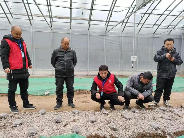 西峡县食用菌办公室践行初心使命 扎实开展技术服务