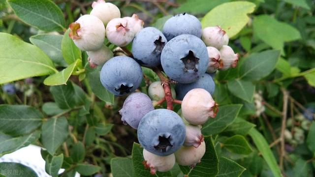 蓝莓种起来很简单，哪都能种，有水有光就能养！