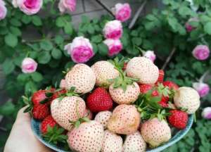 夏天怎样种植草莓-在家里到底怎么种植草莓呢？做到2点，每一盆都挂果好多，太赞了