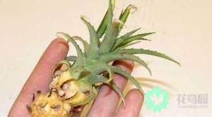 菠萝怎么在家种植方法-盆栽菠萝的种植方法