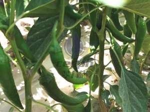 种植辣椒用什么肥料-种辣椒用什么肥料比较好？