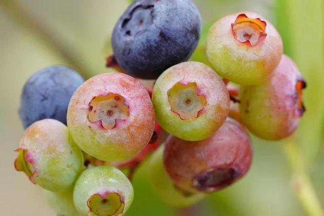 超适合新手的蓝莓养护方法和品种推荐，看完再买不吃亏