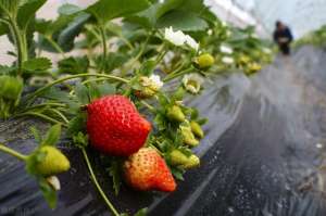 章姬草莓种植-大棚草莓栽培技术