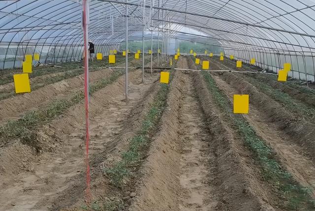 番茄换个方法种植，高产又省工，管理技巧要掌握好