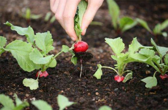 植物科普：水萝卜的种植方法和时间，选对季节和学会具体操作了吗