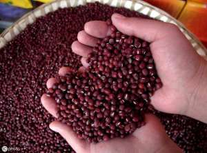 珍珠红小豆种植技术