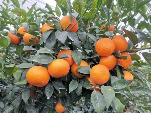 早上市卖价高！高品质柑橘种植五大关键技术一文说透