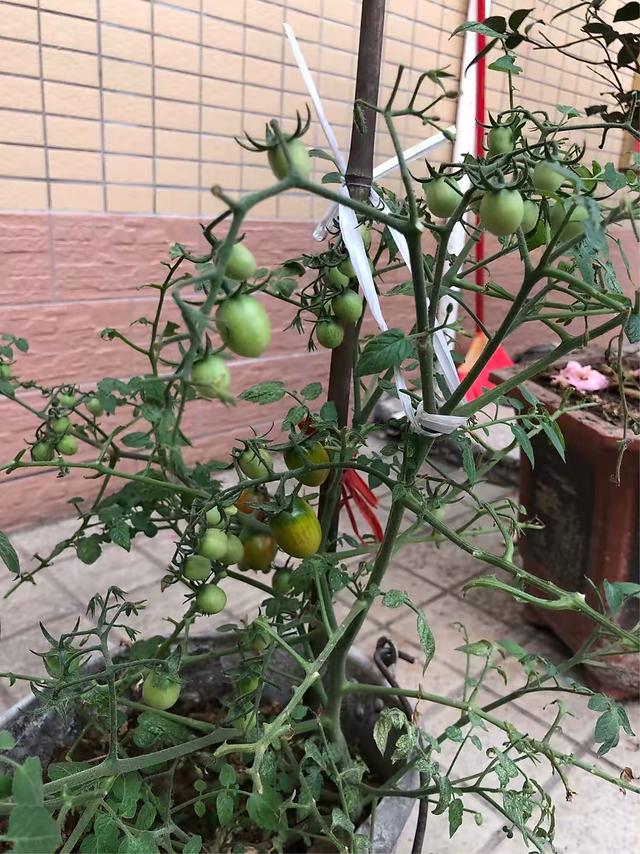 家庭养小番茄，简单“3步”，植株旺盛长得高，果子多很漂亮