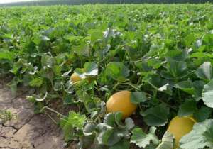 地爬甜瓜种植技术-甜瓜栽培方法，创造适宜的生长环境，又可减少病虫害来源