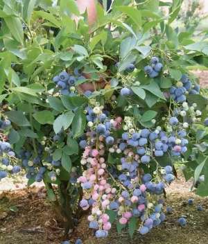 种植蓝莓项目-阳台种“蓝莓”，学4招就够用，叶绿花多，座果率高，一盆一百多