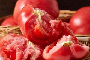 番茄树的种植技术-种植西红柿苗的秘诀：高产又美味的贴心指南