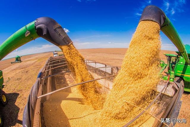 美国大豆：一亩能产出多少斤？是中国的1.6倍，为何差距这么大？