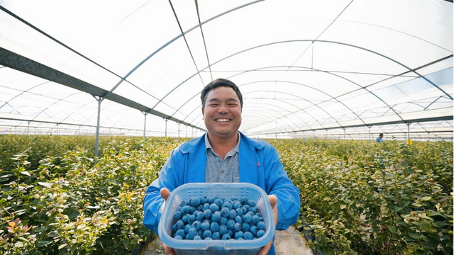 蓝莓产业“金钥匙” 叩开果农“致富门” 人均月收入过万