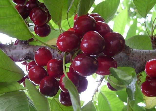 美早大樱桃的种植技术与病虫害防治