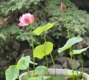 开口碗莲什么时候种植-超详细的碗莲种植方法，水里加点它，年年开出鲜艳艳的花