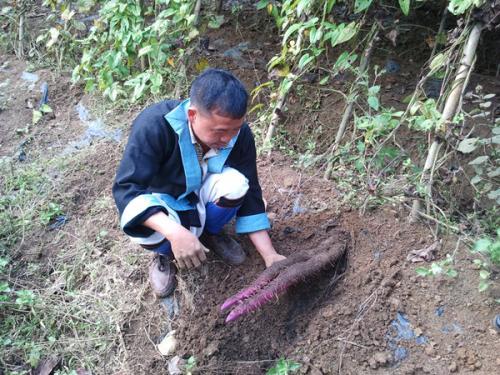 广西紫玉淮山“躺”着长，一亩产量3800斤，亩产值2万多元