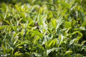 茶怎么种植-茶叶种植技术及推广策略，规范化栽培技术，不会的来学学吧