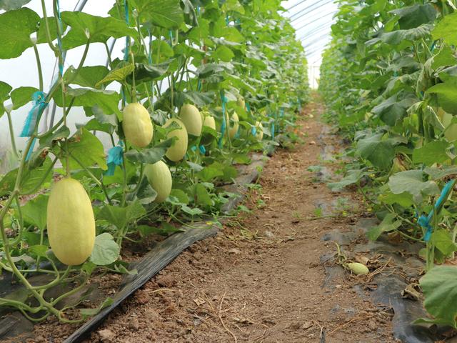 农民种植一种“吊瓜”，味道清脆香甜，10亩收入150000元