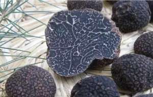 块菌种植-万万想不到，法国顶级美食黑松露，在中国居然叫作猪拱菌？