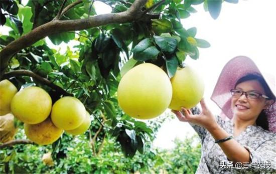助农增收，柚子优质高产栽培技术，学会此技术你也可以高产