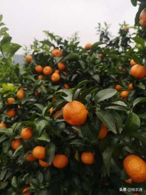 种植沙糖桔每亩利润-又是柑橘花开时，如何看待广西沙糖桔产业发展的未来？