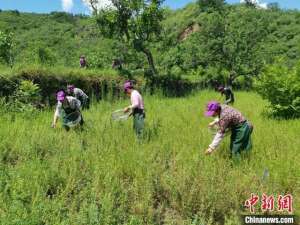河北省适合种植的药材-河北涞水：太行深处黄芪香 山村种出“致富茶”