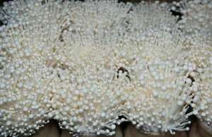 金针菇种植季节-金针菇种植的常见方法，方便又简单，种植技术易掌握