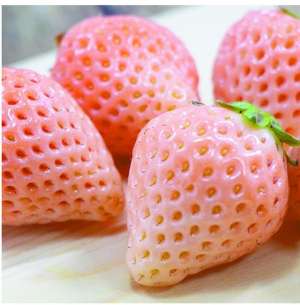 日本立体种植草莓-日本人想方设法“经营”草莓