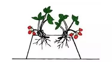 草莓定植门道多，移栽不到位，不仅成活率低，后期管理还麻烦