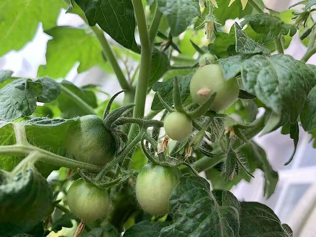 家庭养小番茄，简单“3步”，植株旺盛长得高，果子多很漂亮