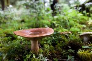 世界蘑菇种植-SPINS发布2023美国菌菇市场报告，潜力原料和赛道有哪些？