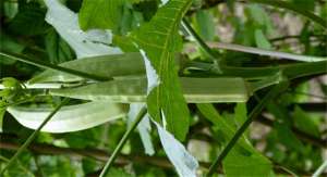秋葵种植效益-黄秋葵生长缓慢、开花少且落花多，科学种植产量高、品质优