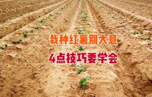 山芋的种植-栽种红薯苗别大意，掌握4点移栽技巧红薯缓苗快，薯块又大又多