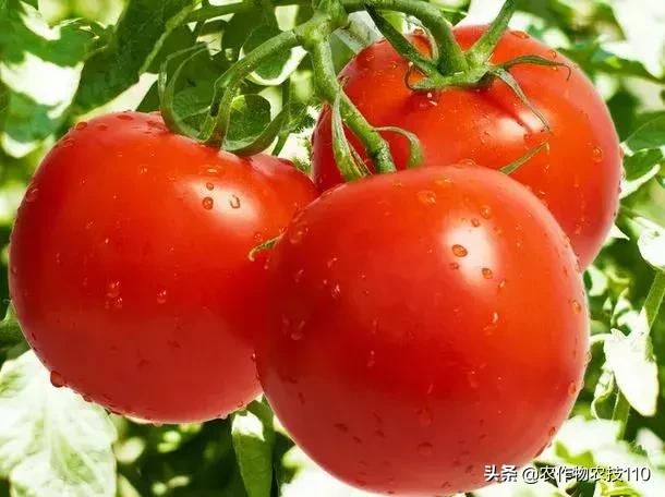沙子里种出了西红柿，亩产两万多公斤，产值8万元