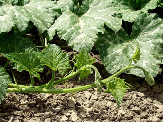 南瓜高产栽培技术，改善了通风和透光条件，确保南瓜的产量与品质
