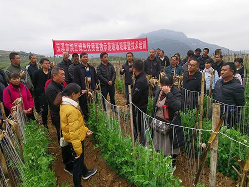 市农业科学院举办豌豆绿色高效种植技术培训